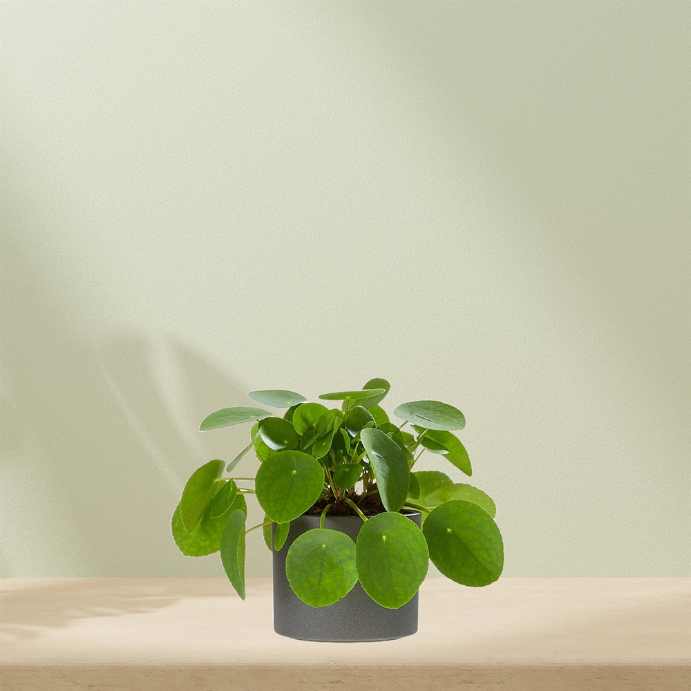 Pannenkoekenplant (inclusief pot)