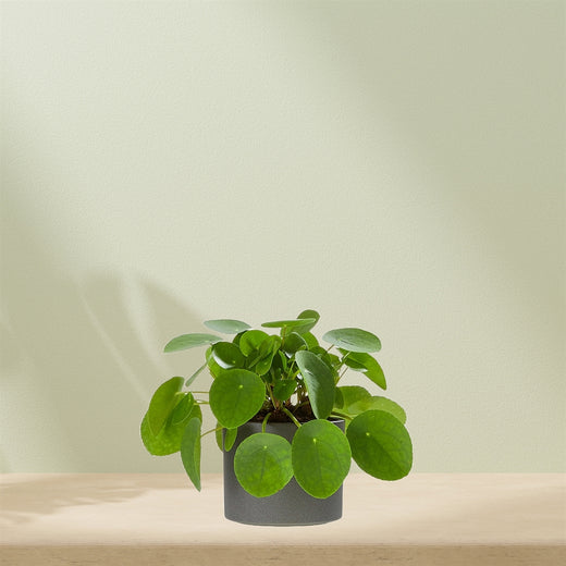 Pannenkoekenplant (inclusief pot)